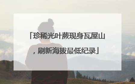 珍稀光叶蕨现身瓦屋山，刷新海拔最低纪录