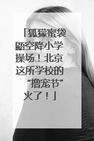 狐獴蜜袋鼯空降小学操场！北京这所学校的“撸宠节”火了！