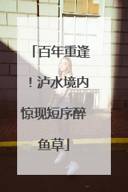百年重逢！泸水境内惊现短序醉鱼草