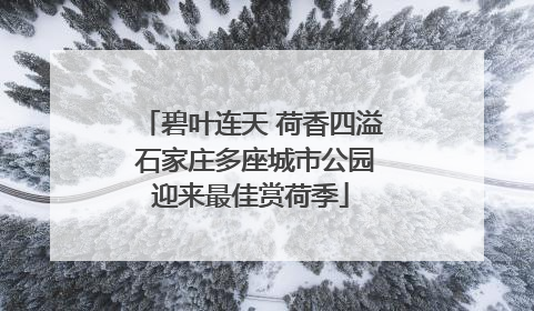 碧叶连天 荷香四溢 石家庄多座城市公园迎来最佳赏荷季