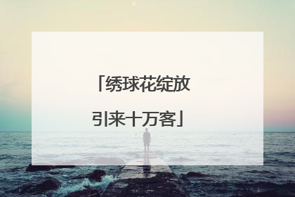 绣球花绽放 引来十万客