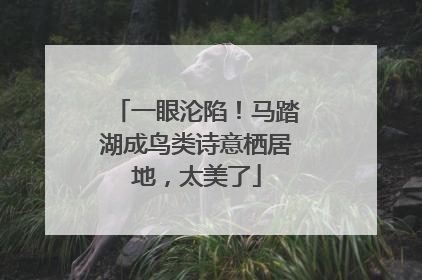 一眼沦陷！马踏湖成鸟类诗意栖居地，太美了