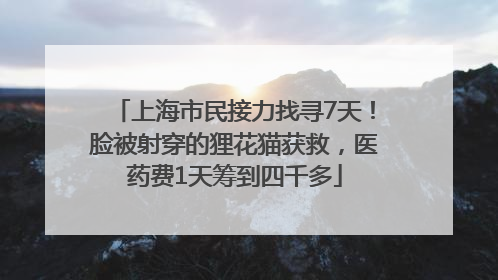上海市民接力找寻7天！脸被射穿的狸花猫获救，医药费1天筹到四千多