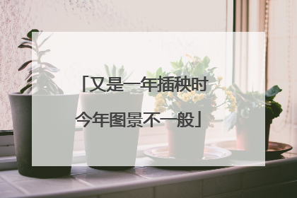 又是一年插秧时 今年图景不一般