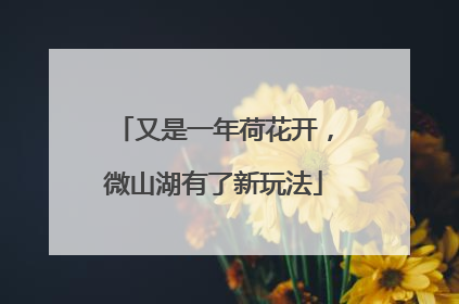 又是一年荷花开，微山湖有了新玩法