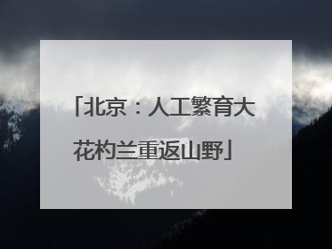 北京：人工繁育大花杓兰重返山野