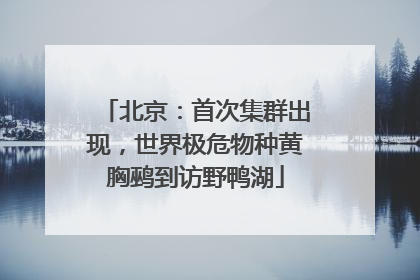 北京：首次集群出现，世界极危物种黄胸鹀到访野鸭湖