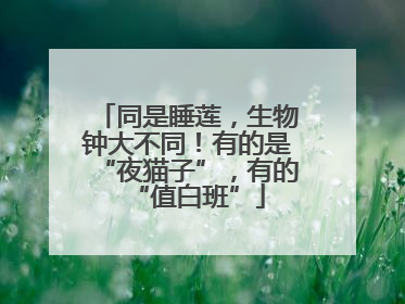 同是睡莲，生物钟大不同！有的是“夜猫子”，有的“值白班”