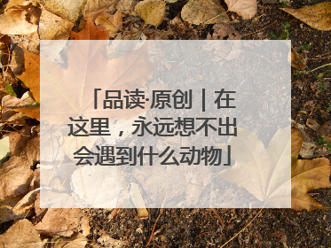 品读·原创｜在这里，永远想不出会遇到什么动物