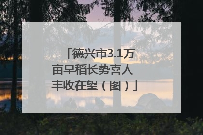 德兴市3.1万亩早稻长势喜人 丰收在望（图）