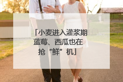 小麦进入灌浆期 蓝莓、西瓜也在抢“鲜”机