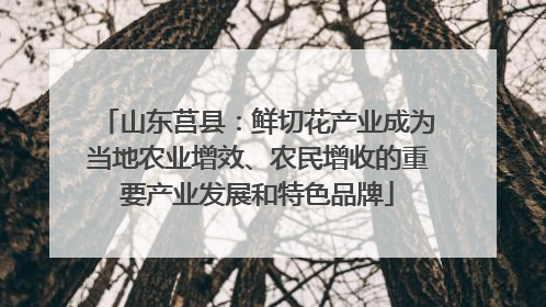 山东莒县：鲜切花产业成为当地农业增效、农民增收的重要产业发展和特色品牌