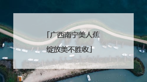 广西南宁美人蕉绽放美不胜收
