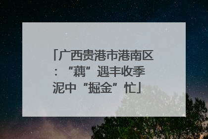 广西贵港市港南区：“藕”遇丰收季 泥中“掘金”忙