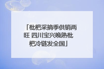 枇杷采摘季供销两旺 四川宝兴晚熟枇杷冷链发全国