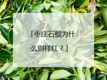 枣庄石榴为什么别样红？