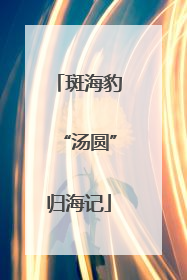 斑海豹“汤圆”归海记
