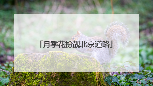 月季花扮靓北京道路