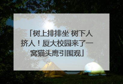 树上排排坐 树下人挤人！厦大校园来了一窝猫头鹰引围观