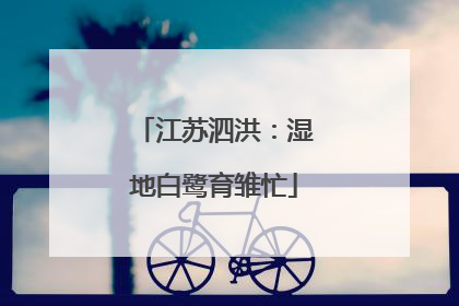 江苏泗洪：湿地白鹭育雏忙
