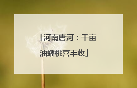 河南唐河：千亩油蟠桃喜丰收