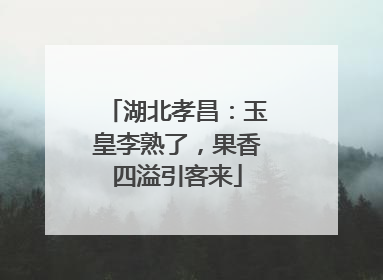 湖北孝昌：玉皇李熟了，果香四溢引客来