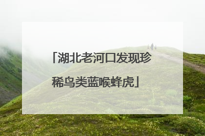 湖北老河口发现珍稀鸟类蓝喉蜂虎