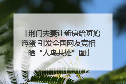 荆门夫妻让新房给斑鸠孵蛋 引发全国网友竞相晒“人鸟共处”图