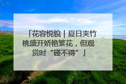 花容悦貌｜夏日夹竹桃盛开娇艳繁花，但观赏时“碰不得”