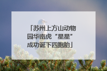 苏州上方山动物园华南虎“星星”成功诞下四胞胎