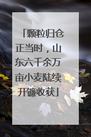 颗粒归仓正当时，山东六千余万亩小麦陆续开镰收获