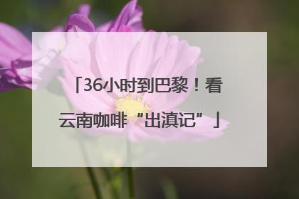 36小时到巴黎！看云南咖啡“出滇记”